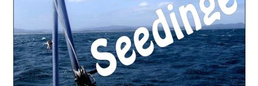 Seedinge  2_1